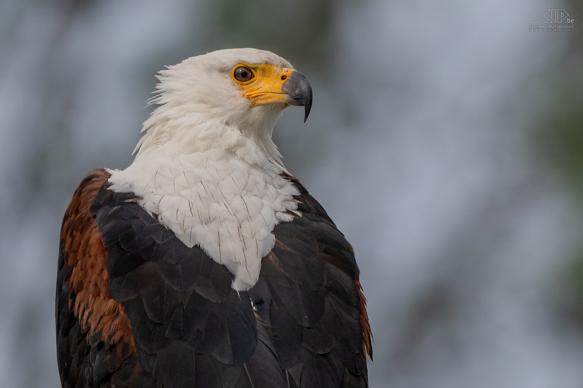 Lake Naivasha - African fish eagle The African fish eagle (Icthyophaga vocifer, in the past Haliaeetus vocifer) has a white head, a powerful beak and brown body and a wingspan of almost 2m. Stefan Cruysberghs